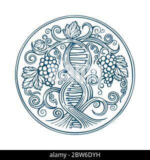 Grape and vine. Wine making tradition concept. DNA and infinity symbols drawn with grape vine. Hand drawn vine and grape bunch engraving. Stock Vector