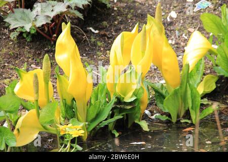 Birmingham Botanical Gardens in England, United Kingdom Stock Photo