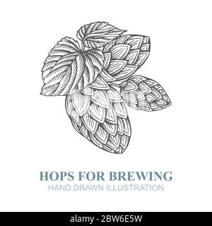 Branch of hops. Engraving style hand drawn branch of hops. Hop sketch vector illustration. Hop emblem, or logo design element. Stock Vector