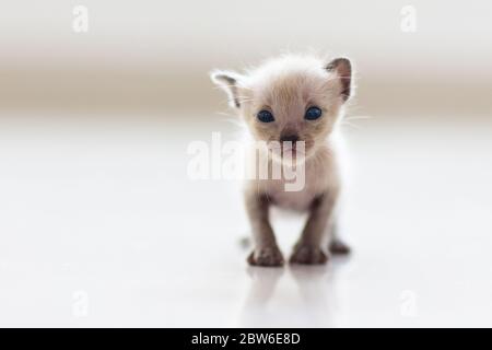 Baby cat. Siamese kitten playing on couch with knitted blanket. Domestic animal. Home pet. Young cats. Cute funny cats play at home. Stock Photo