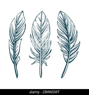 Feathers. Hand drawn feathers vector illustrations set. Feathers sketch drawing. Feathers vintage style graphic. Stock Vector