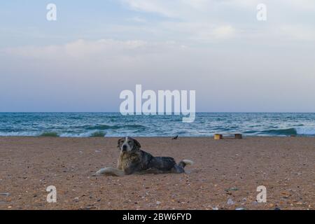 Wild dog lies on the beach of the Caspian Sea. With clean blue sky on background. Stock Photo