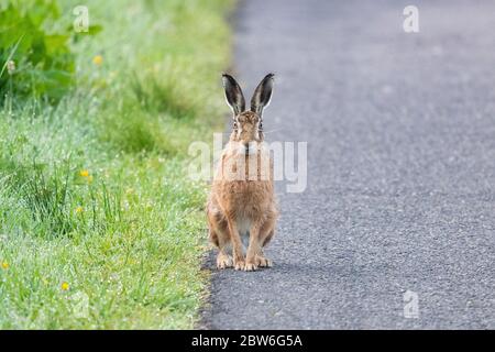 Brown Hare (also known as European Hare) - Lepus europaeus. sitting on the edge of a country road looking directly at camera - Scotland, UK Stock Photo
