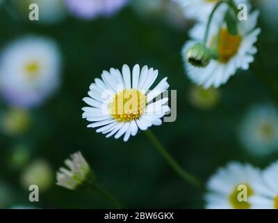 Closeup of a white erigeron daisy flower amongst others Stock Photo