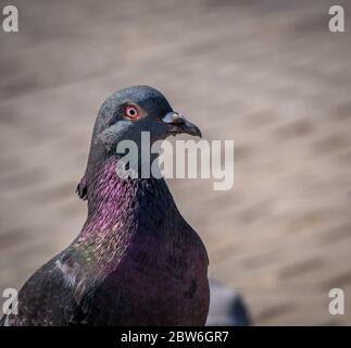Close up wit a feral pigeon (Columba livia domestica). Stock Photo