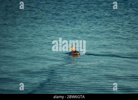 Single Mallard duck on the surface of the water. Isolated wild duck swimming on a lake Stock Photo