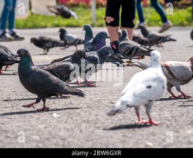 Many pigeons on the pavement in the city. Feral pigeons and people on the sidewalk. Stock Photo