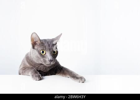 The expression and gesture of a Russian blue cat that can be used as a banner. a cat portrait.