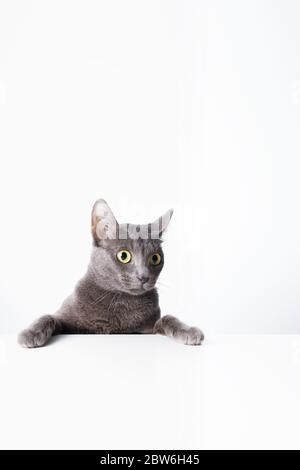The expression and gesture of a Russian blue cat that can be used as a banner. a cat portrait.