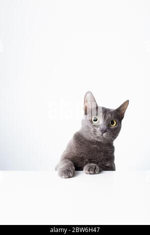 The expression and gesture of a Russian blue cat that can be used as a banner. a cat portrait.