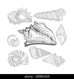 Seashells. Different sea shells hand drawn vector illustrations set. Part of set. Stock Vector