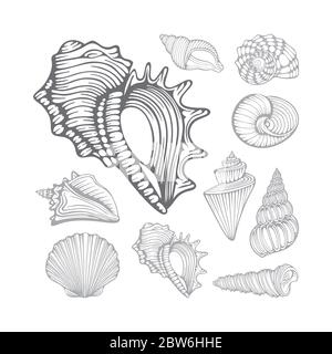 Seashells. Different sea shells hand drawn vector illustrations set. Part of set. Stock Vector