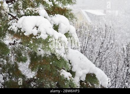 Detail of a branch of coniferous tree covered with fresh snow Stock Photo