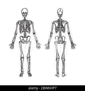 Skeleton. Human skeleton hand drawn vector illustration. Human skeleton front and back view. Bony system. Part of set. Stock Vector