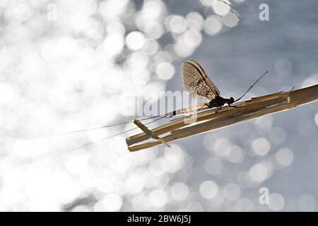 Mayfly on twig in front of river Test Hampshire UK Stock Photo