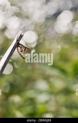 Mayfly on twig in front of river Test Hampshire UK Stock Photo