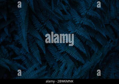 Blue leafy background. Fern. Abstraction, texture and pattern. Natural ornament. Deep dark blue. Stock Photo