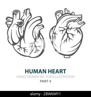 Human heart. Human heart hand drawn vector illustrations set. Heart in engraving style. Realistic human heart sketch drawing. Part of set. Stock Vector