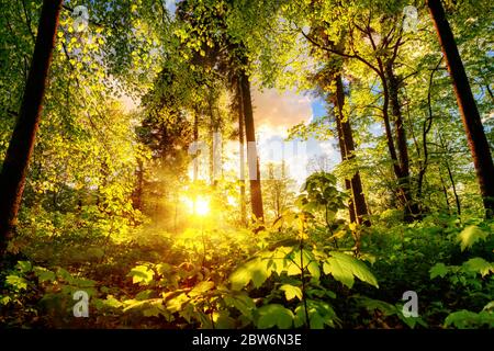 Luminous scenery in a forest clearing or park, with the foliage nicely illuminated by the warm sunset light Stock Photo
