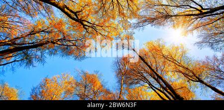 The autumn sun shining through golden treetops, with the beautiful bright sky looking like a blue path in the canopy Stock Photo