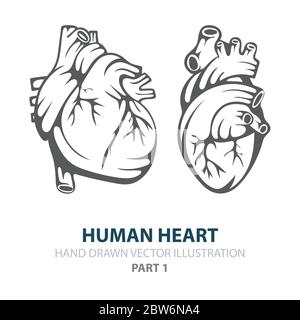 Human heart. Human heart hand drawn vector illustrations set. Heart in engraving style. Realistic human heart sketch drawing. Part of set. Stock Vector