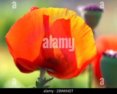 Macro of a red isolated poppy flower Stock Photo