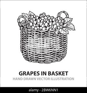 Grapes in basket. Hand drawn grapes in basket vector illustration. Grape bunch in basket sketch drawing in retro style. Isolated on white background. Stock Vector