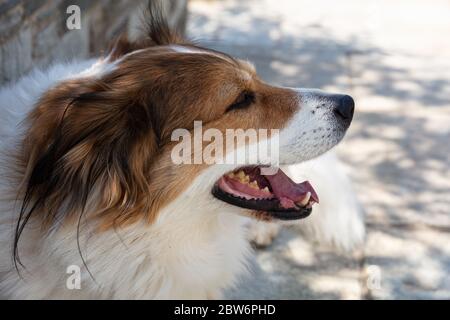 Cute female greek shepherd dog looking at the right side, White and brown color, pet animal head closeup view Stock Photo