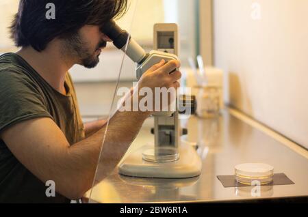 Young researcher looking through a stereo microscope inside a laminar flow cabinet used to tissue culture in petri dishes  in a research laboratory Stock Photo