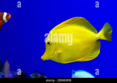 Colorful fish in Osaka Aquarium Kaiyukan in Osaka, Japan Stock Photo