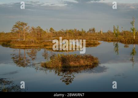 Lakes in the middle of a bog. Pre-sunset landscape. Travel through the high bog Yelnya, Belarus. Stock Photo