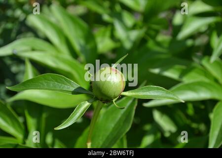 Gardening. Flower Peony. Paeonia, herbaceous perennials and deciduous shrubs. Young buds Stock Photo