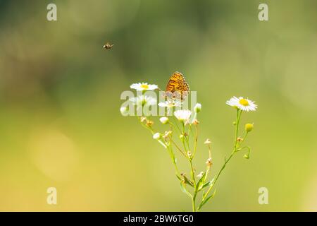 Melitaea deione, provençal fritillary butterfly feeding in a vibrant meadow under bright sunlight Stock Photo