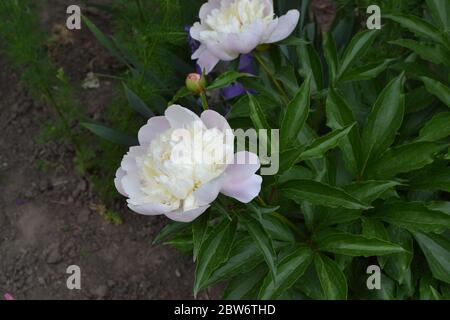 Gardening. Flower Peony. Paeonia, herbaceous perennials and deciduous shrubs. White flowers Stock Photo