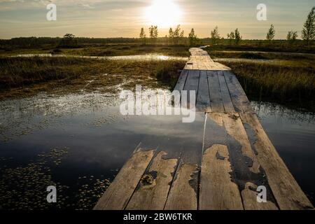 Typical landscape of a bog in spring or summer. Rare vegetation, marsh plants, wooden path. Travel through the high bog Yelnya, Belarus. Stock Photo