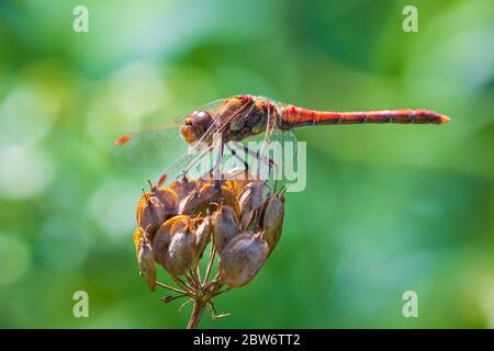 Sympetrum striolatum Common Darter wings spread he is drying his wings in the early, warm sun light Stock Photo