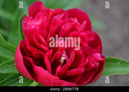 Home. Peony. Paeonia, herbaceous perennials and deciduous shrubs. Red flowers Stock Photo