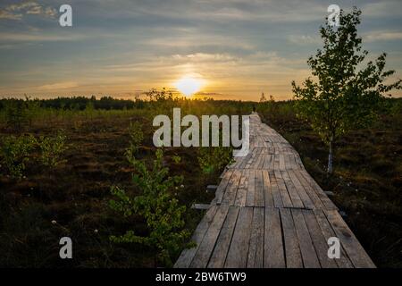 Typical landscape of a bog in spring or summer. Rare vegetation, marsh plants, wooden path. Travel through the high bog Yelnya, Belarus. Stock Photo