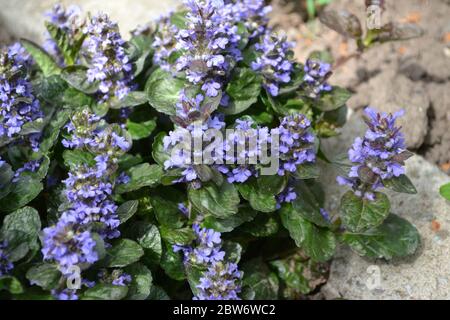 Green leaves, bushes, carpet. Gardening. Home. Ajuga reptans. Perennial herbaceous plant. Blue inflorescences, pleasant smell Stock Photo