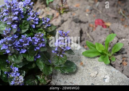 Green leaves, bushes, carpet. Gardening. Ajuga reptans. Perennial herbaceous plant. Blue inflorescences, pleasant smell Stock Photo