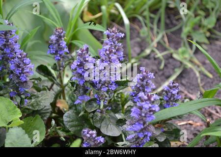 Honey plant. Green leaves, bushes. Gardening. Ajuga reptans. Perennial herbaceous plant. Blue inflorescences, pleasant smell Stock Photo
