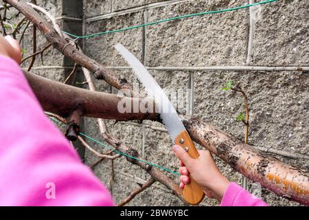 Sawing a branch of an apple tree with a saw. Garden work in spring. Stock Photo