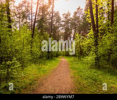 Spring pine forest in sunny weather with bushes with young green leaves glowing in the rays of the sun and a path that goes into the distance. Sunset Stock Photo