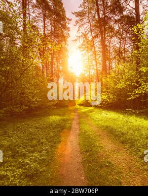 Spring pine forest in sunny weather with bushes with young green leaves glowing in the rays of the sun and a path that goes into the distance. Sunset Stock Photo