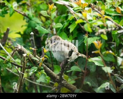 Passer domesticus, fledgling house sparrow, Cornwall, UK Stock Photo