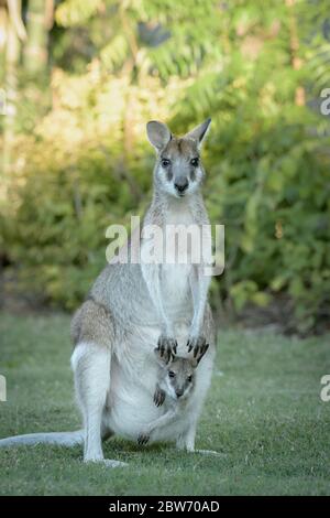 Wallaby doe with joey in pouch standing alert and wary on the grass patch at Carlyle Gardens in Townsville North Queensland, Australia. Stock Photo