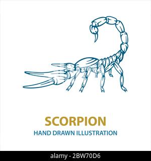 Scorpion. Hand drawn scorpion vector illustration.  Scorpion tattoo. Vector illustration. Part of set. Stock Vector