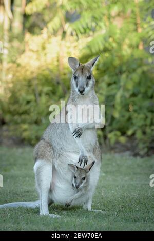 Wallaby doe with joey in pouch standing alert and wary on the grass patch at Carlyle Gardens in Townsville North Queensland, Australia. Stock Photo