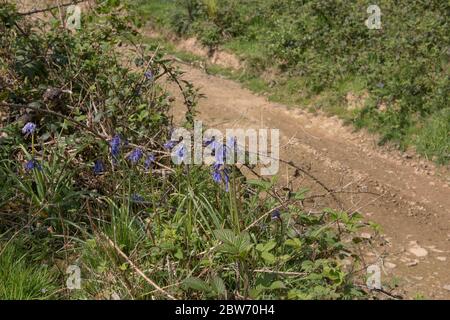 Spring Flowering English Bluebell Wild Flowers (Hyacinthoides non-scripta) Growing by a Dirt Track in a Forest in Rural Devon, England, UK Stock Photo