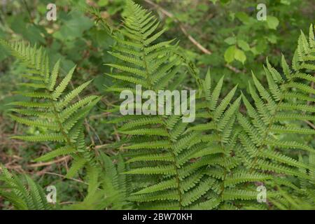 Background or Texture of the Fronds or Leaves of a Wild Male Fern Plant (Dryopteris filix-mas) Growing in a Forest in Rural Devon, England, UK Stock Photo